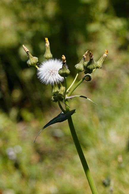 Jardin Botanique de la Bastide-044